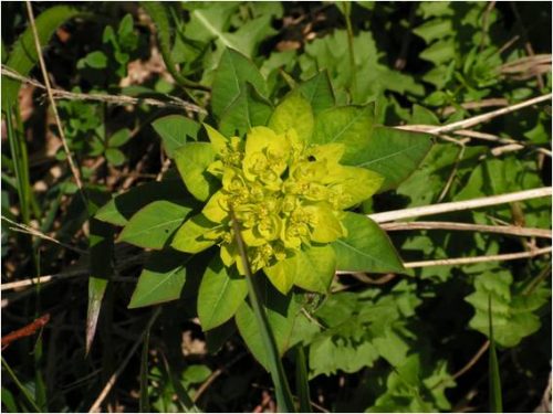 mliečnik Sojákov (Euphorbia Sojakii) - významný východokarpatský endemit vo flóre Slovenska.
