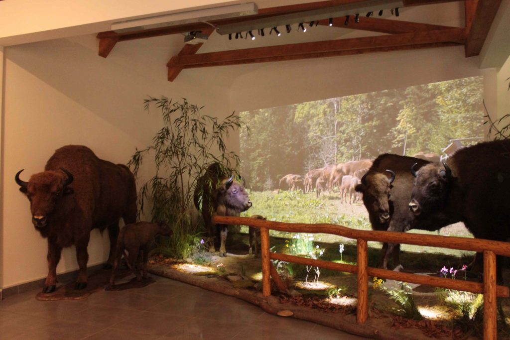 Interiér Prírodovedného múzea Centra štátnych lesov. Nachádza sa v blízkosti zubrej ohrady.