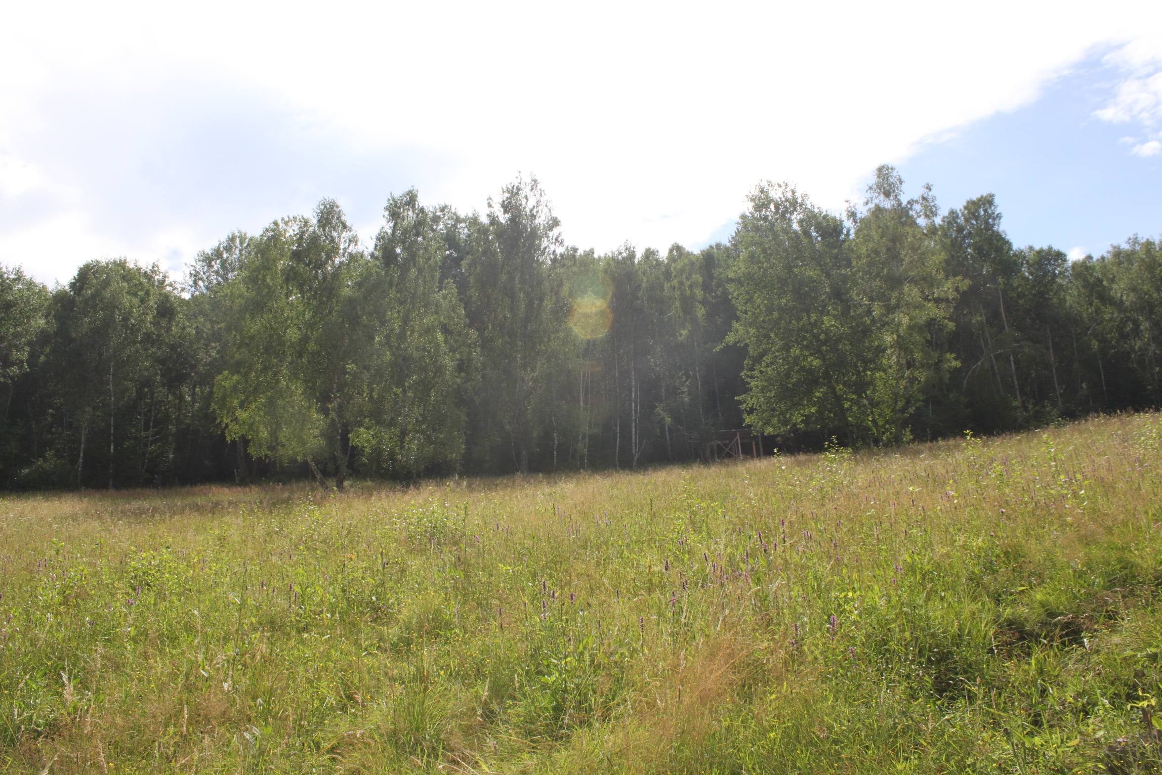 Plocha GP Starina v júli, i keď je tráva vysoká je dôležité z hľadiska potrieb chránených druhov, ktoré sa tu vyskytujú, lúku v tomto období nepokosiť.
