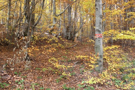 Prírodná rezervácia Šípková