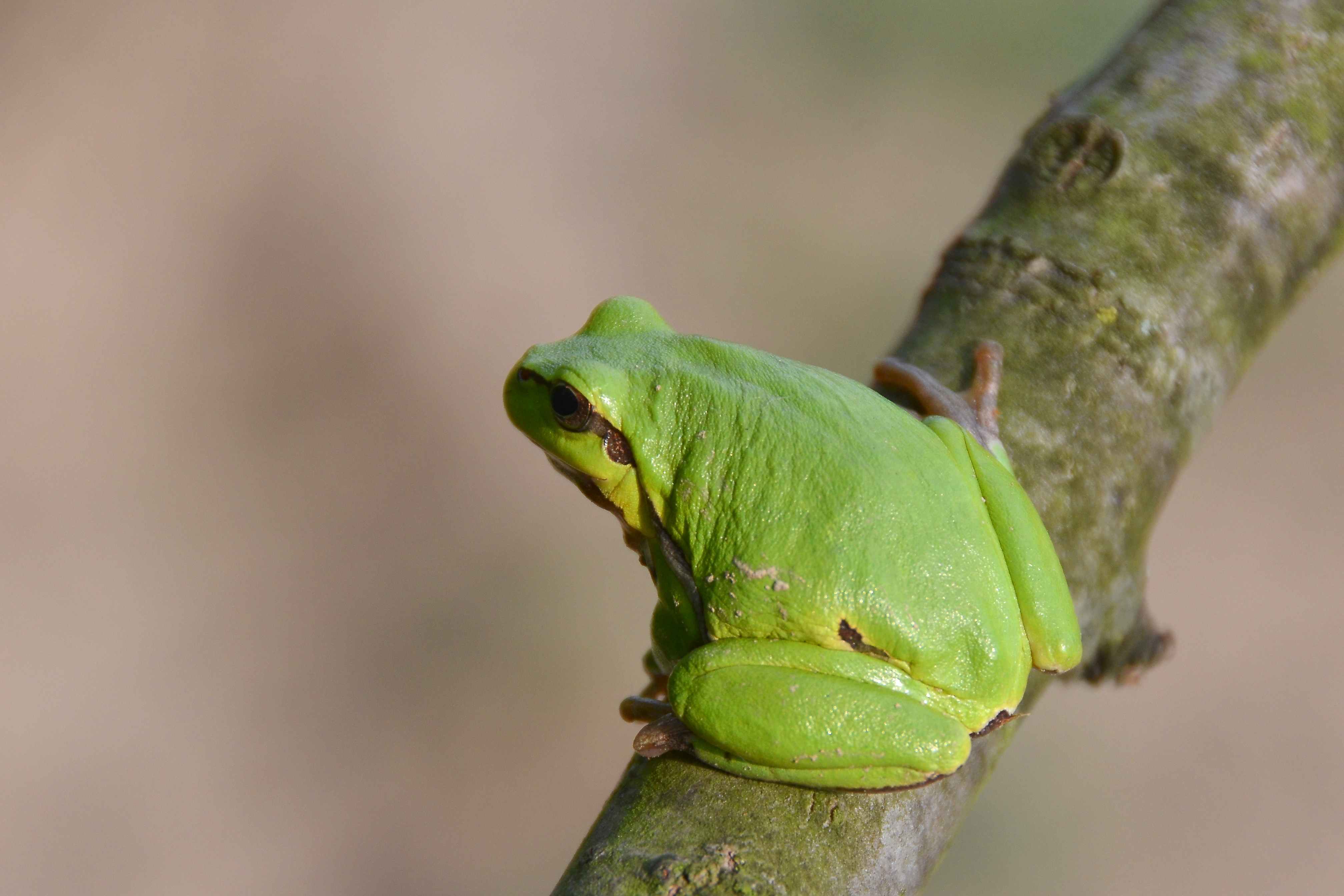 Rosnička zelená (Hyla arborea) – celkom určite najpopulárnejší obojživelník. Hovorí sa jej aj „stromová žaba“, pretože mimo obdovia zimovania a párenia trávi táto žaba takmer celý čas na tzv. sprievodnej zeleni (kry a stromy), alebo je bežné ju vidieť na pálke, či trsti.