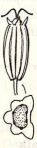 Detail plodu Oenanthe banatica s prierezom, ktorý je tiež jedným s determinačných znakov. Plodom tohto druhu je dvojnažka.